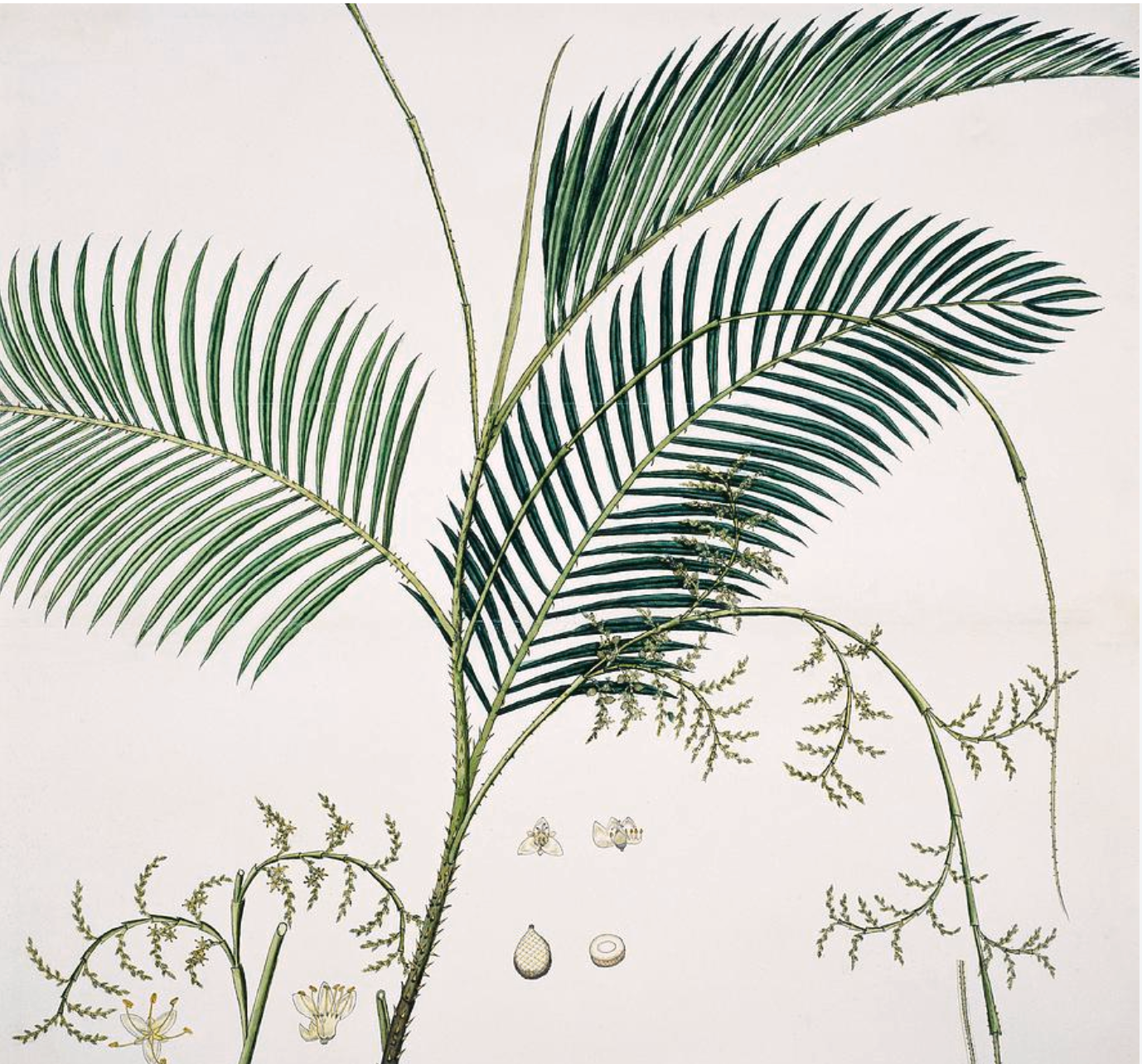 Section Image